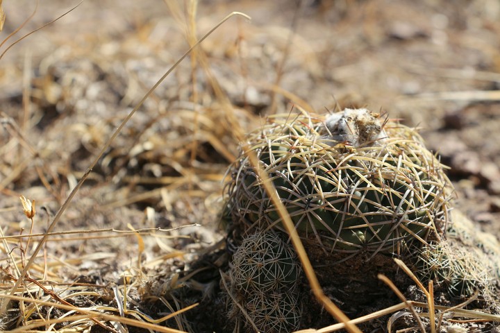 mammillaria spp