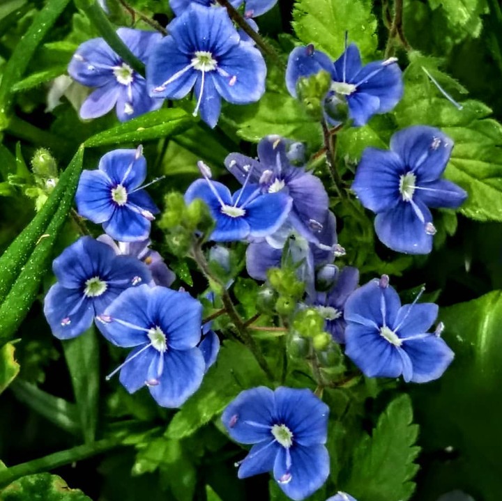 flowers