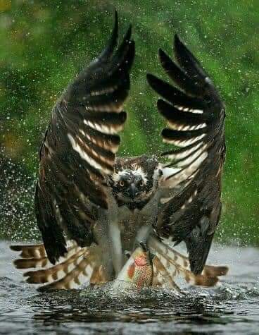 Eagle