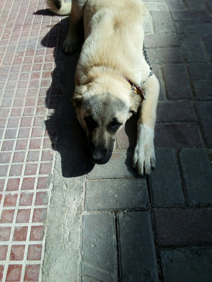 KONT  KANGAL