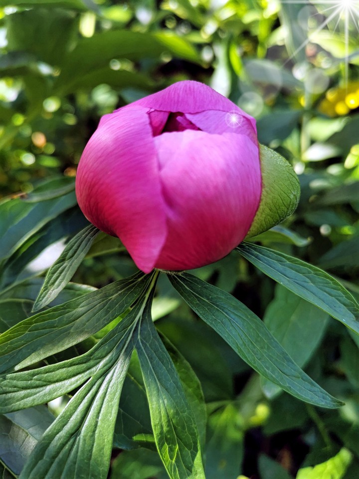 pivoine