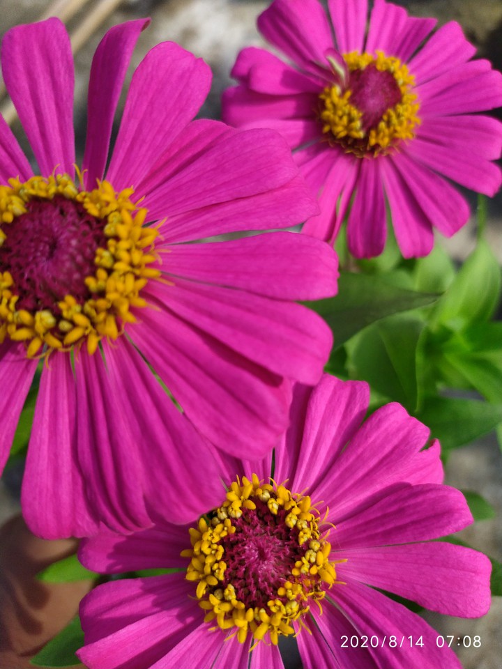 ginia flower