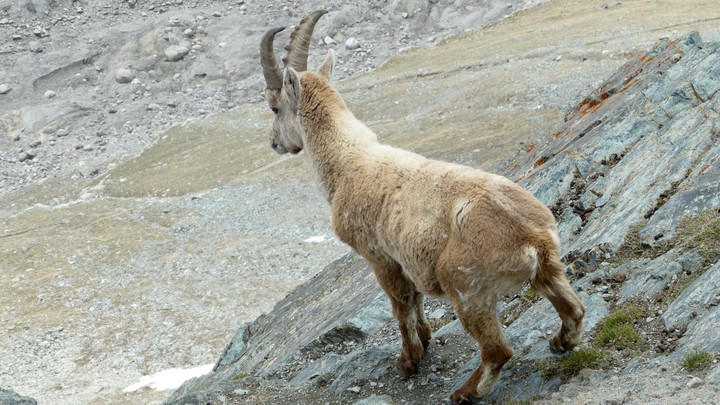 Steinbock auf dem Gornergrat