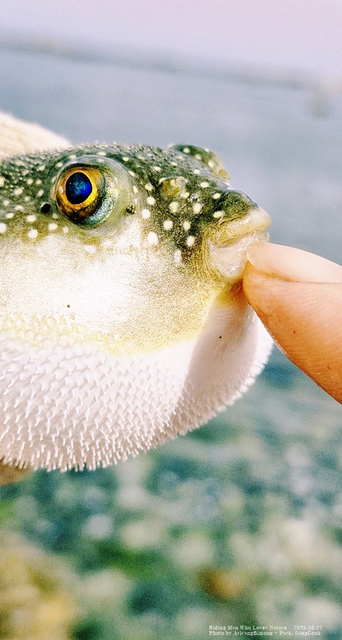pufferfish, Fish achtergronden