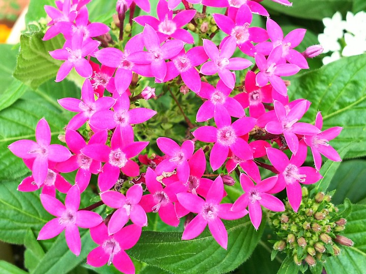 flower