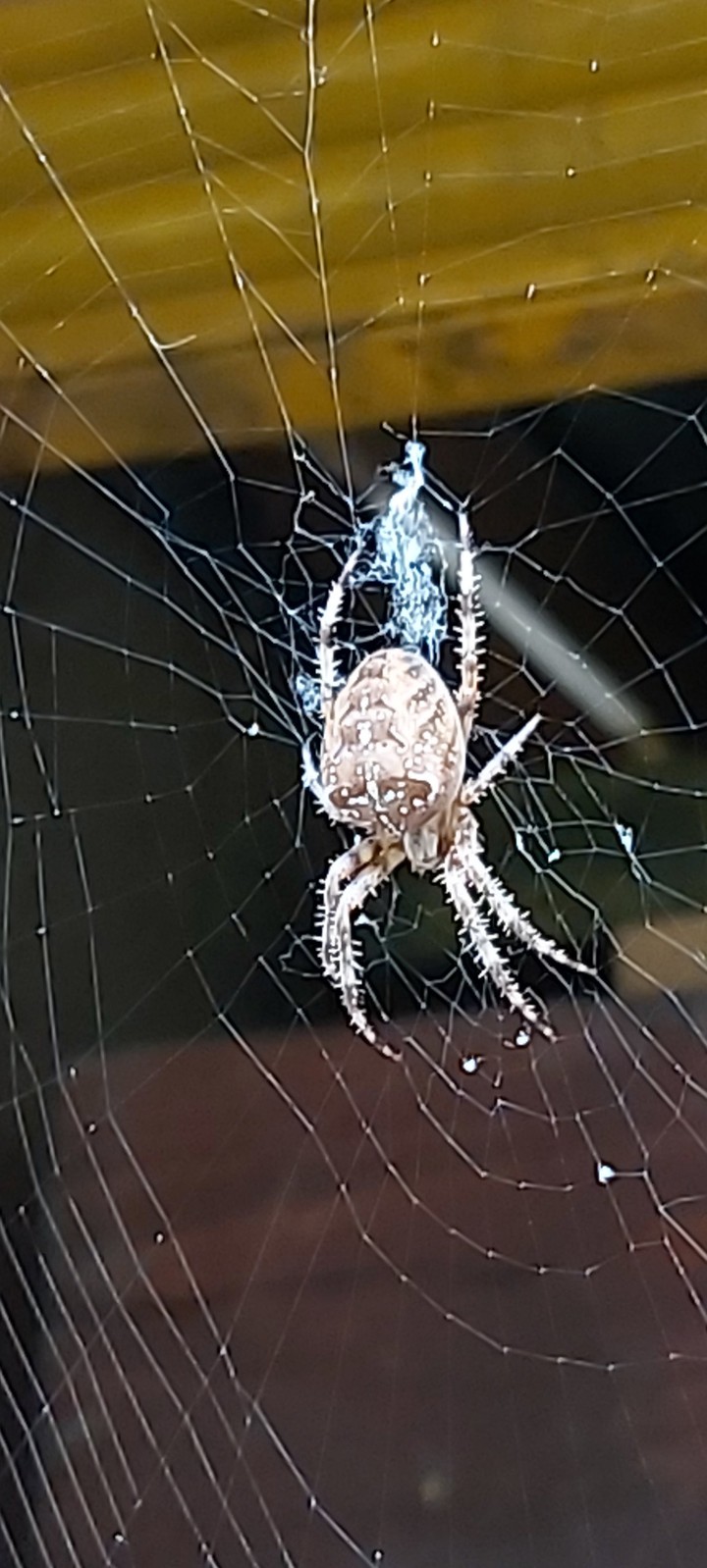 spider