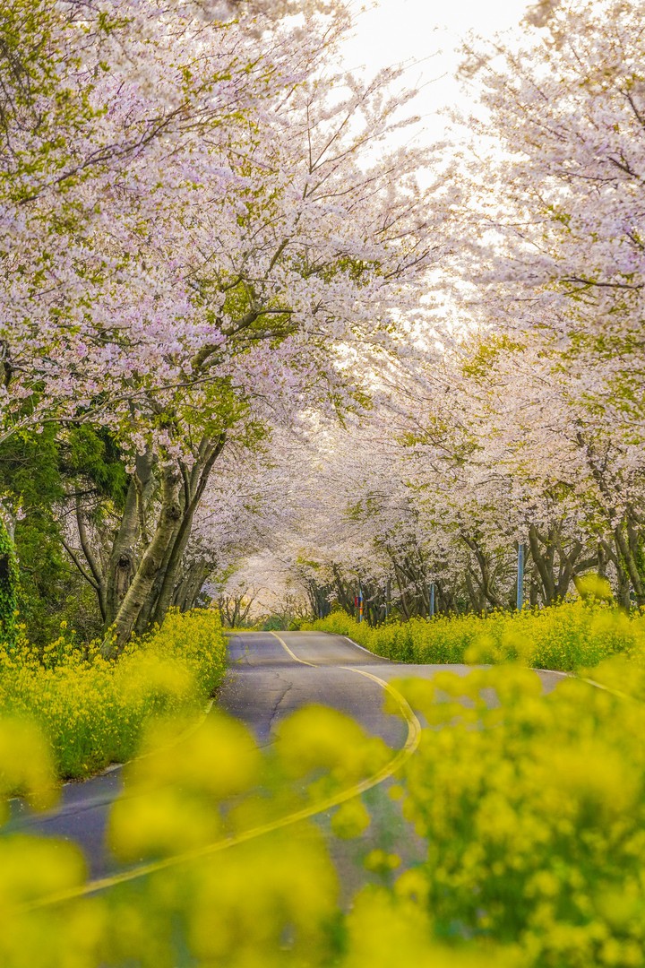 full-blown cherry blossoms in jejuisland2