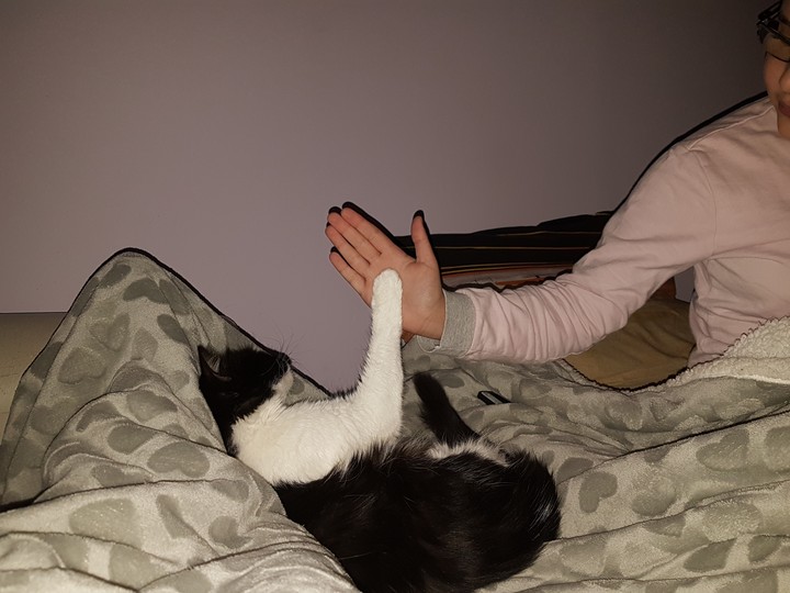 cat