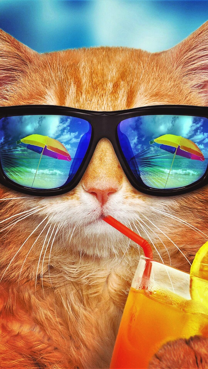summer with a cat