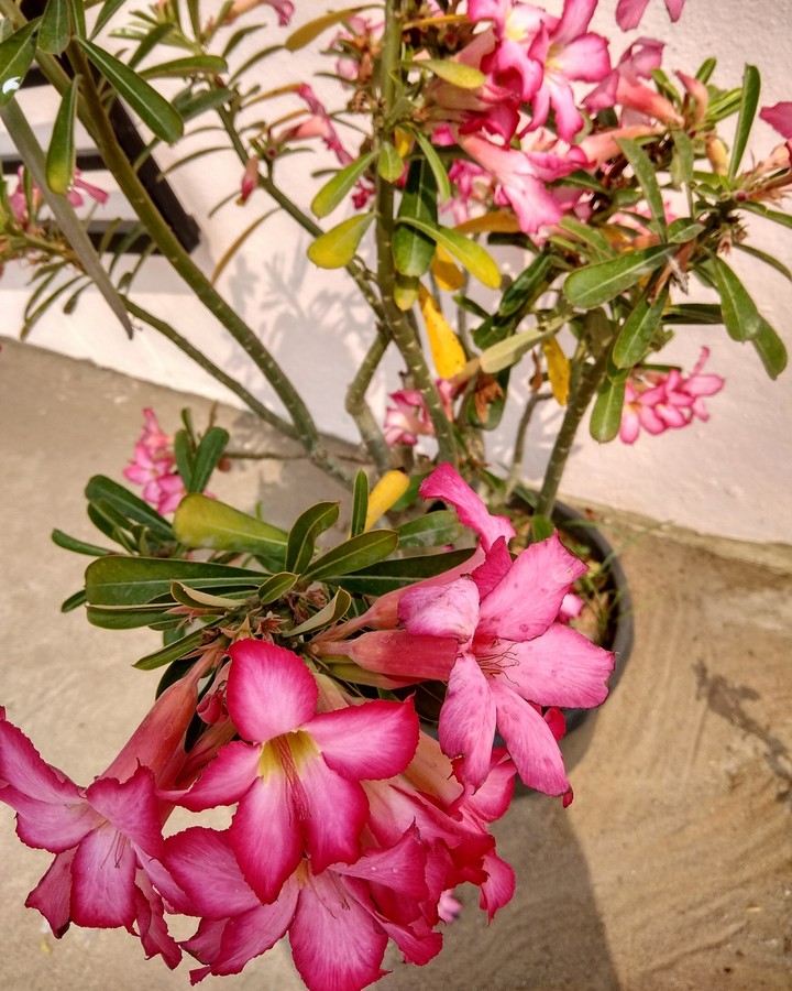 flower