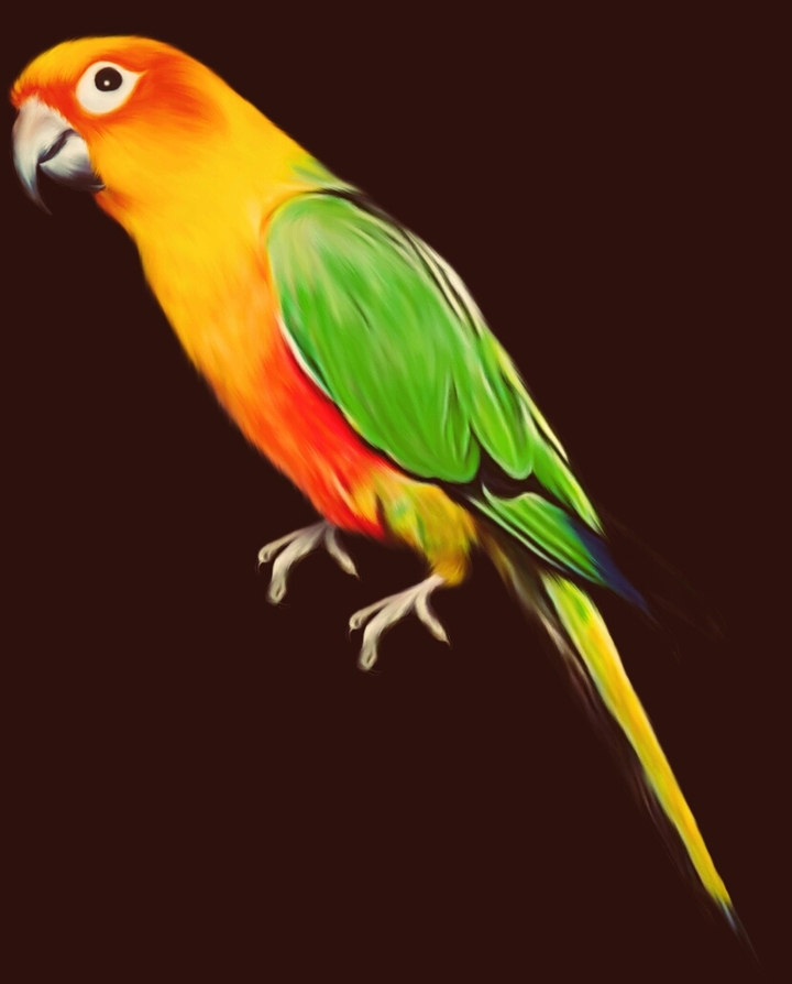 parrot