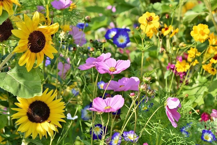 flower...