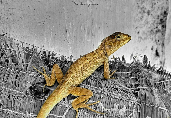 Chameleon