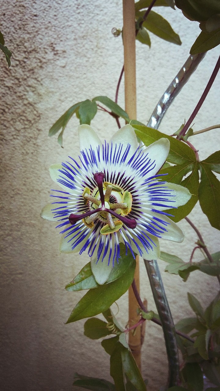 passiflore