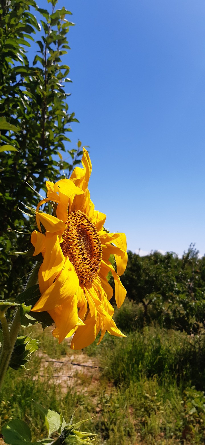 flower