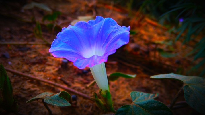 flower beauty❤