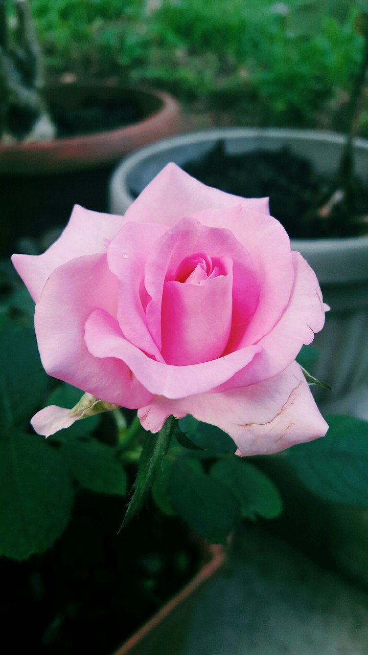pink rose
