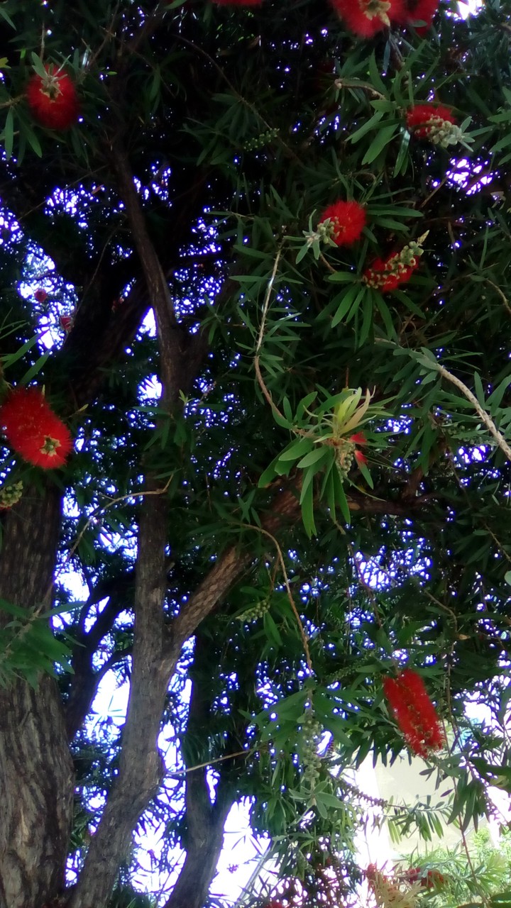 flower