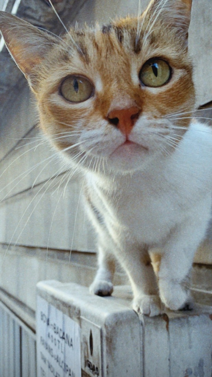 cat
