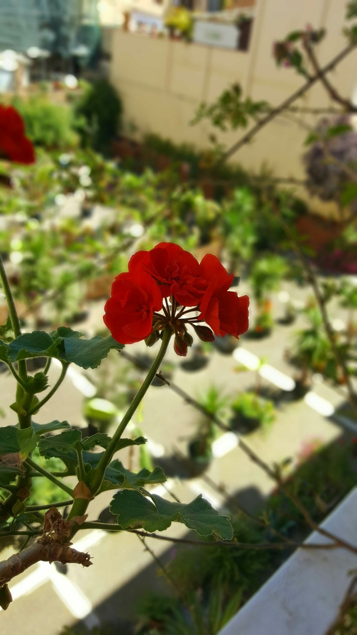Floweer