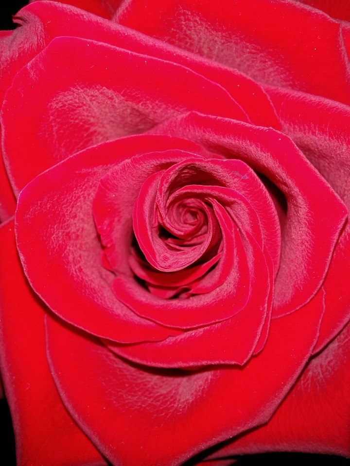 rose