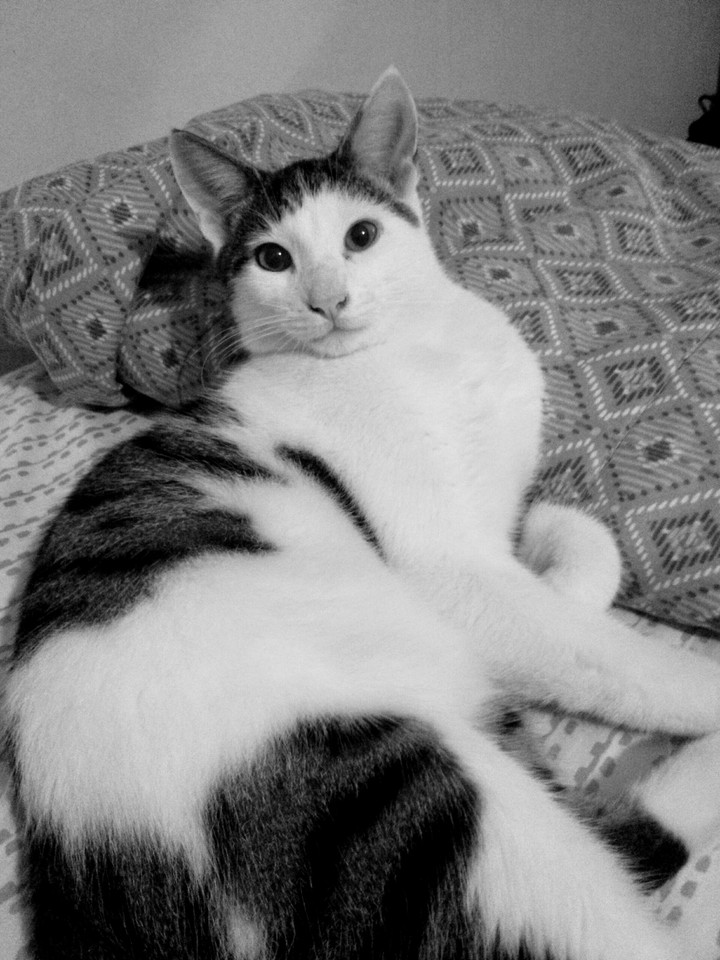 my suitty cat