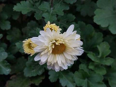 Pollen, insect वॉलपेपर