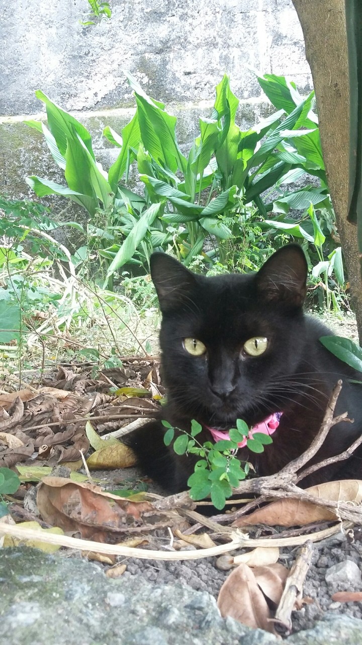 cat Glória