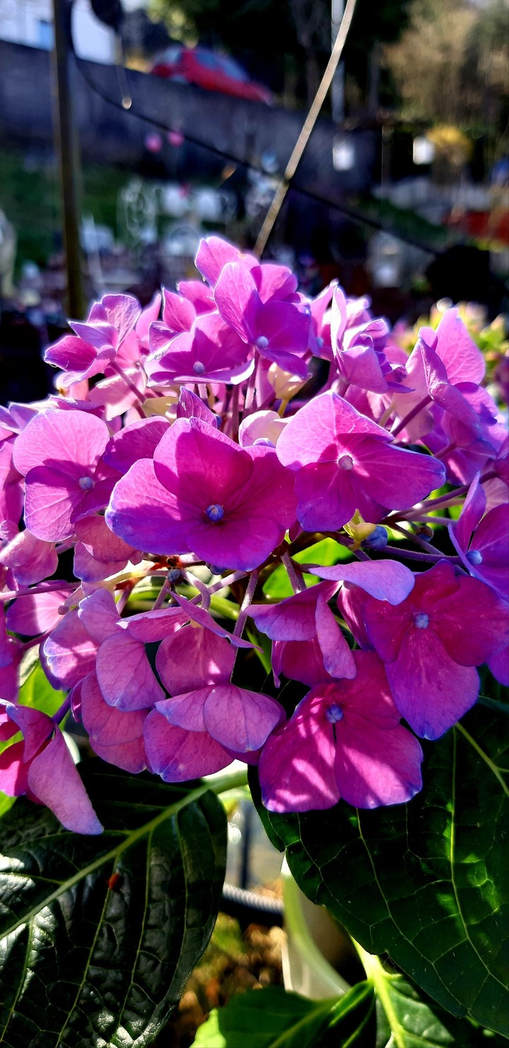 Pinke hortensie??