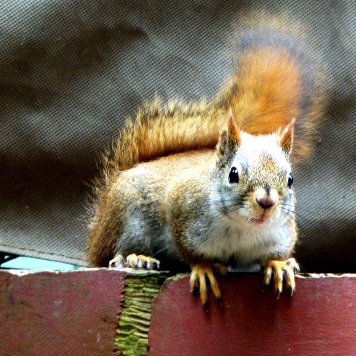 red squirrel