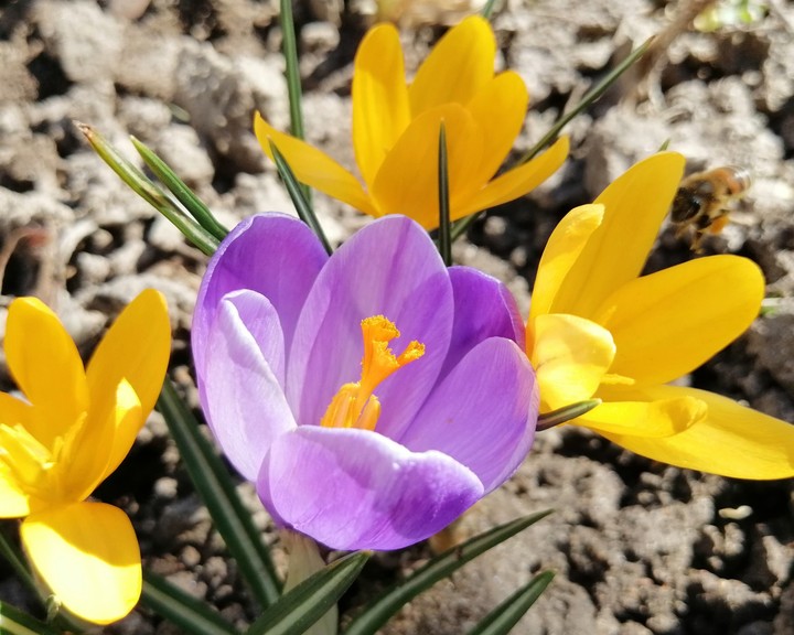 Крокусы