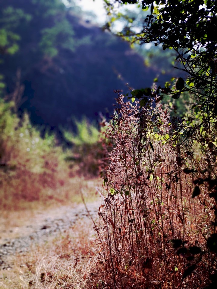 Nature