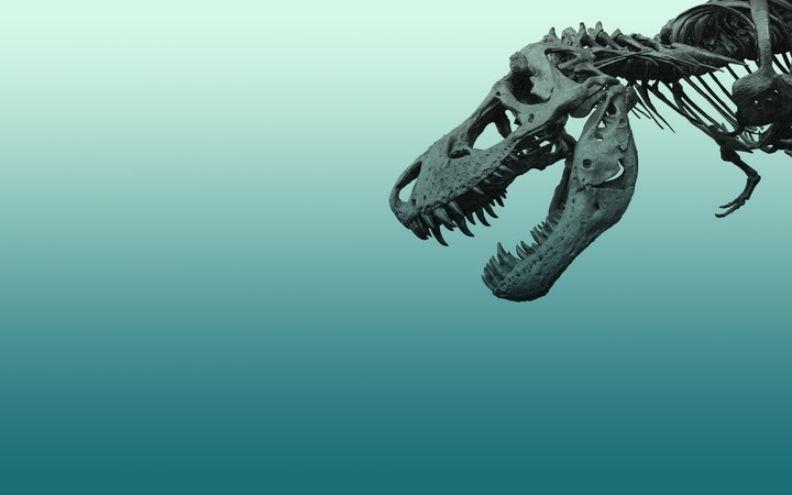 T-rex skull