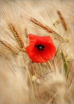 red poppy