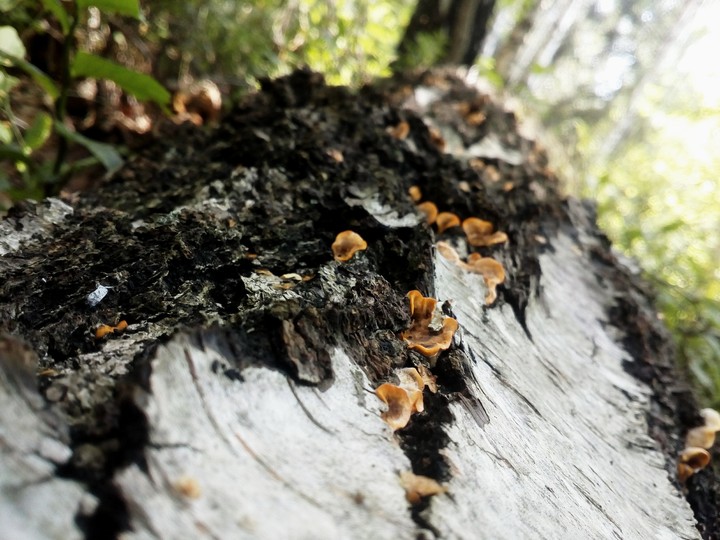 tree