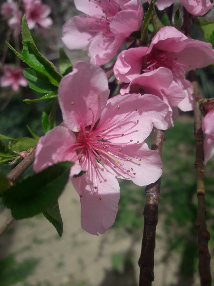 blossom