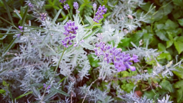Lavender