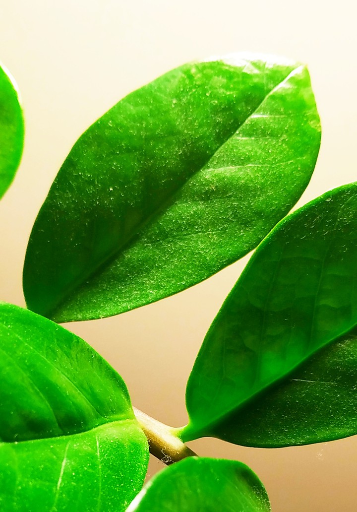 plant