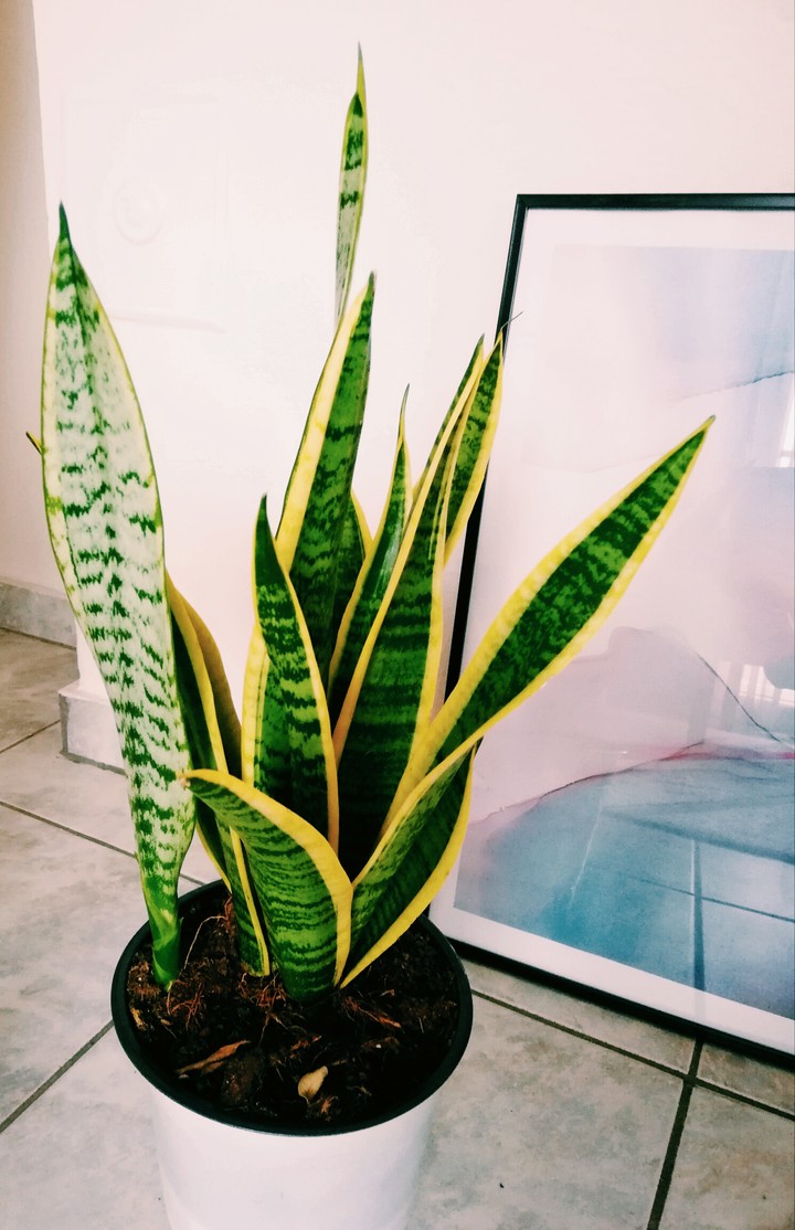 Houseplant