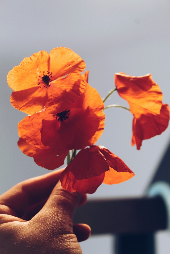 flower