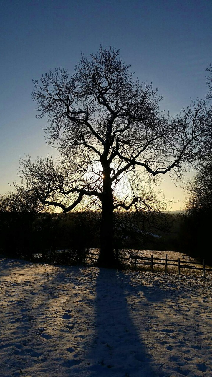 Tree in winter sunset