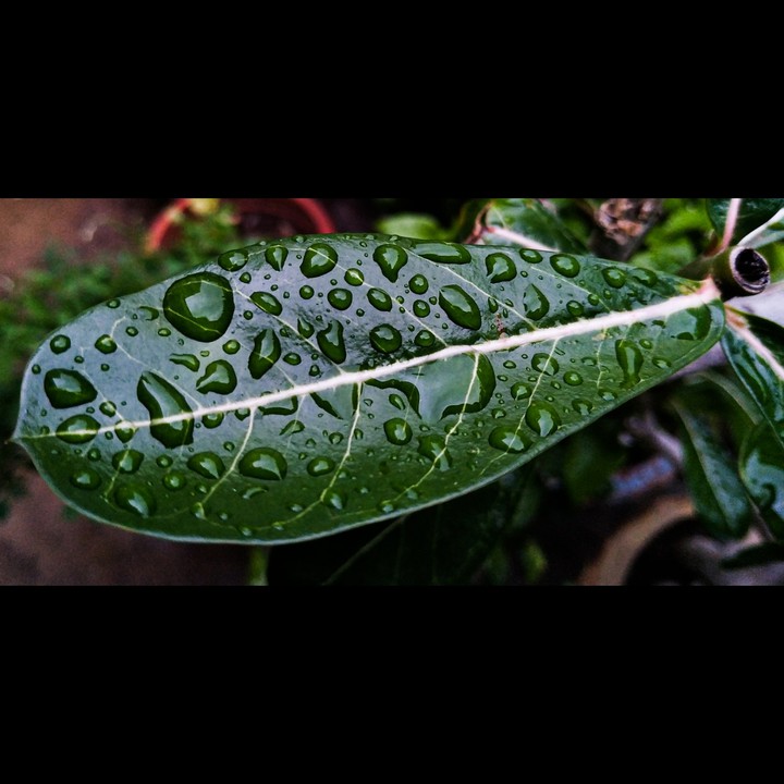 Leaf.