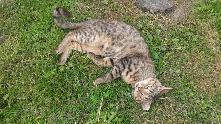 Cat