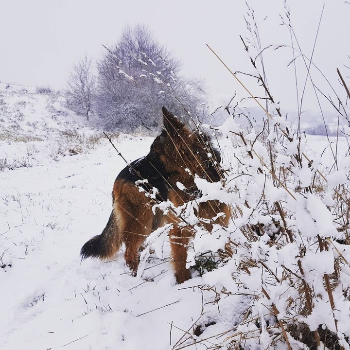 my dog