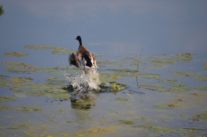 Duck