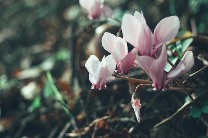 Cyclamens