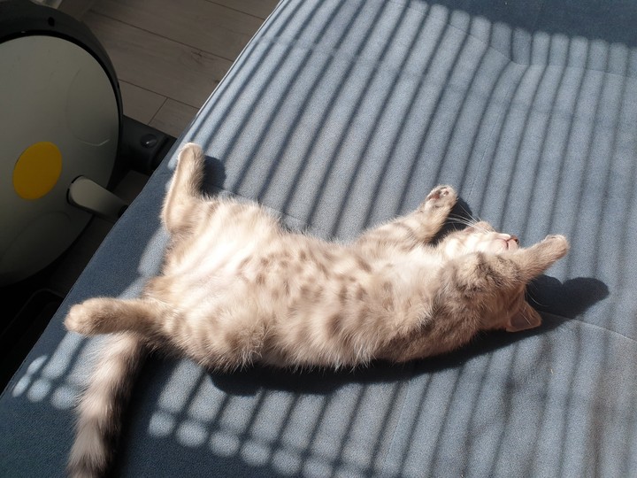 cat