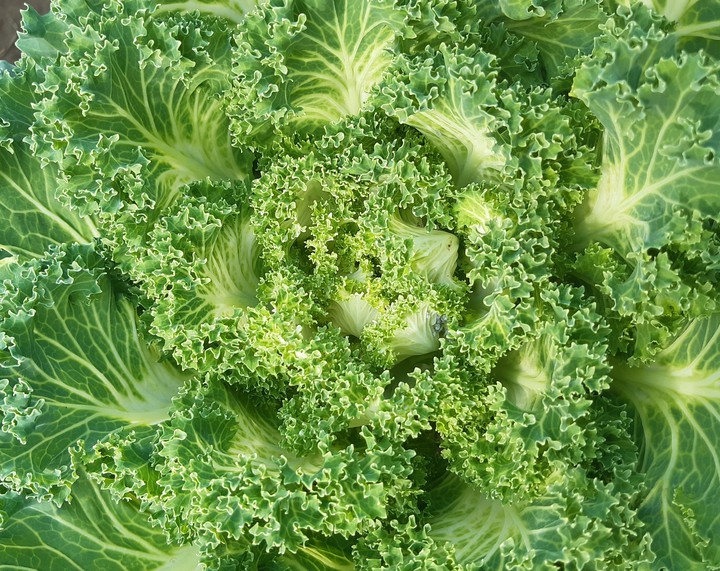 Капуста