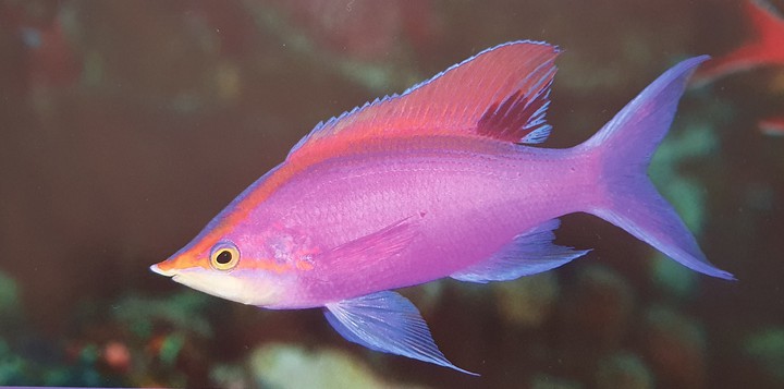 fisch