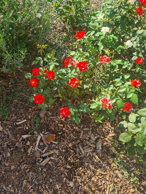 papéis de parede shrub, Garden
